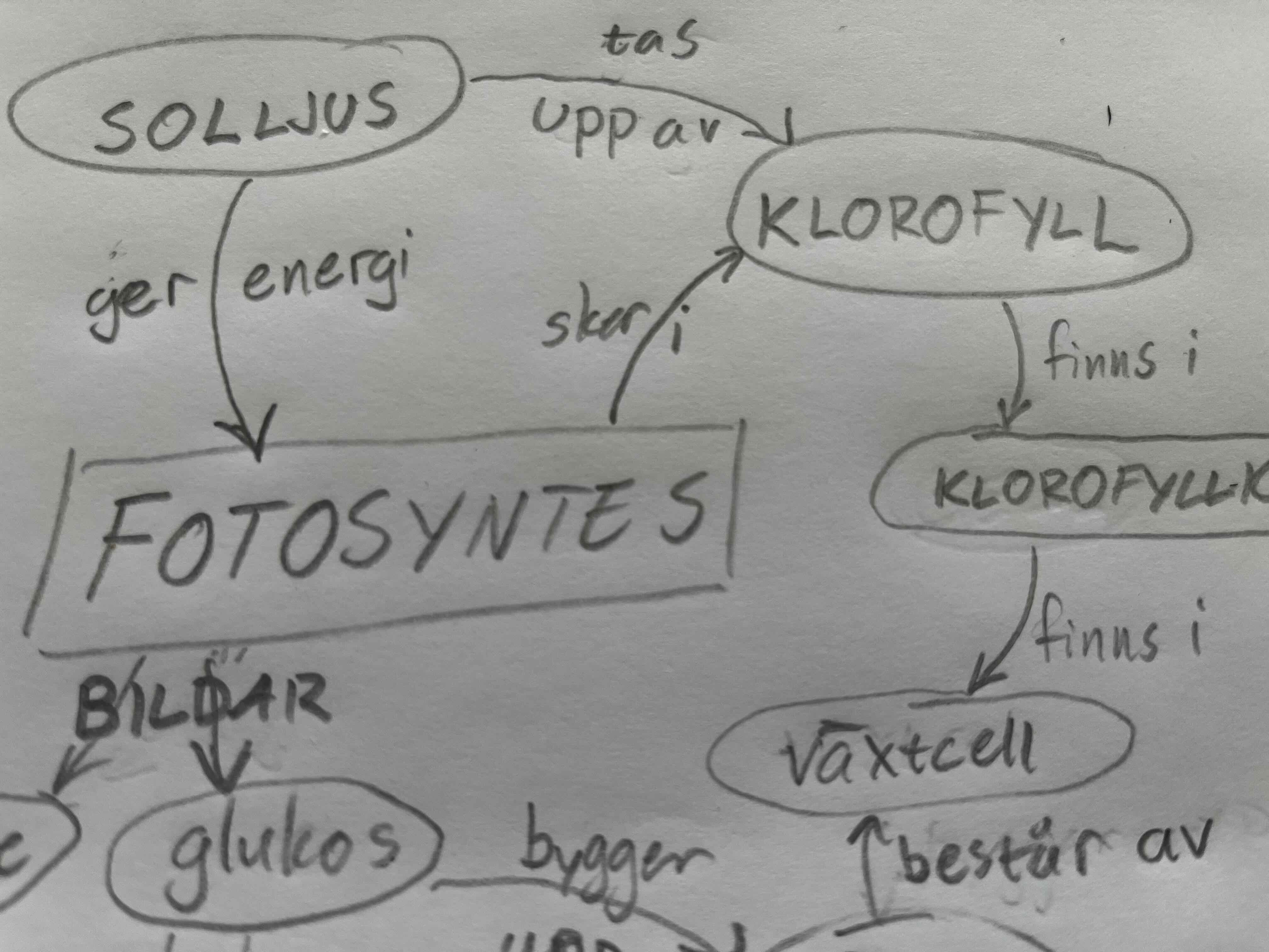 Fotosyntes